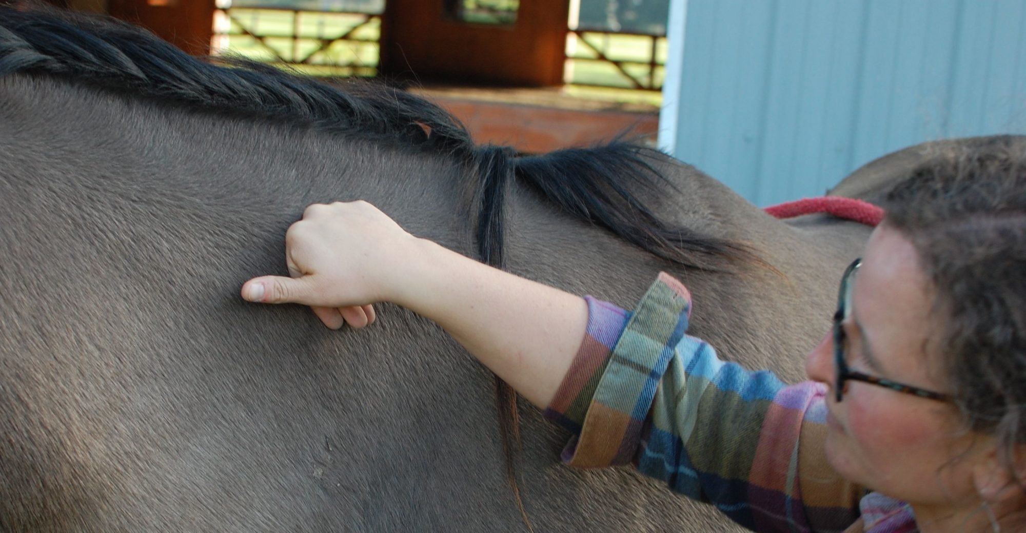 Codi’s hand pressing into the topline of a dun horse during a session, outdoors against a pasture fence in warm daylight.