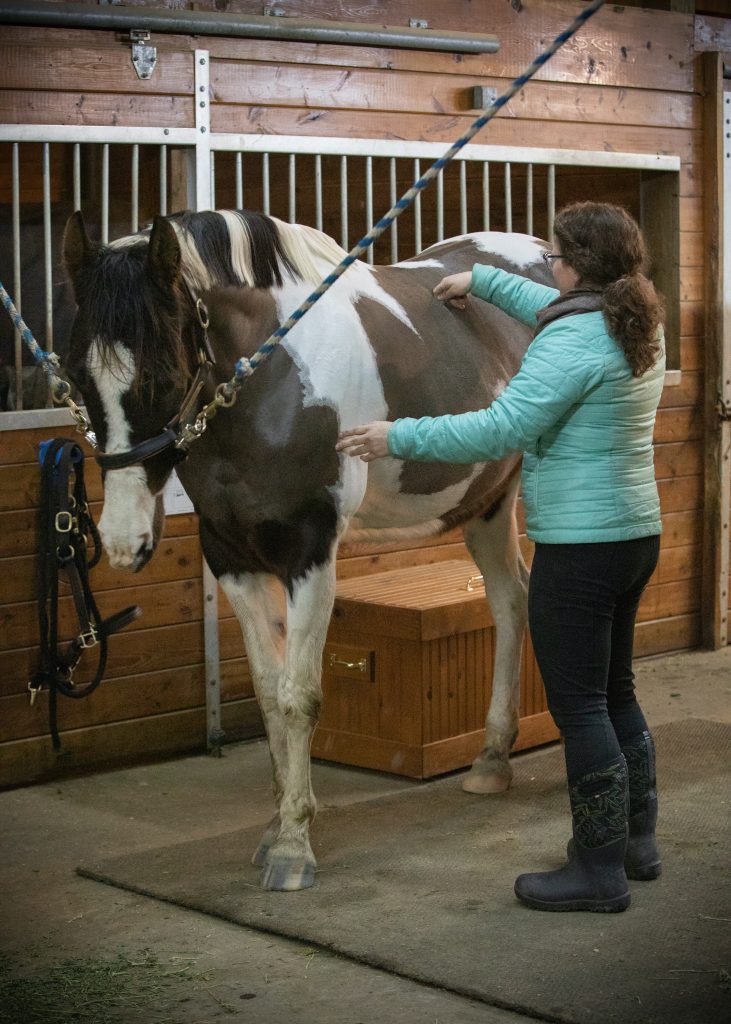 Codi working along the back of Kona, a brown-and-white paint horse tied in a wood-panelled barn stall.
